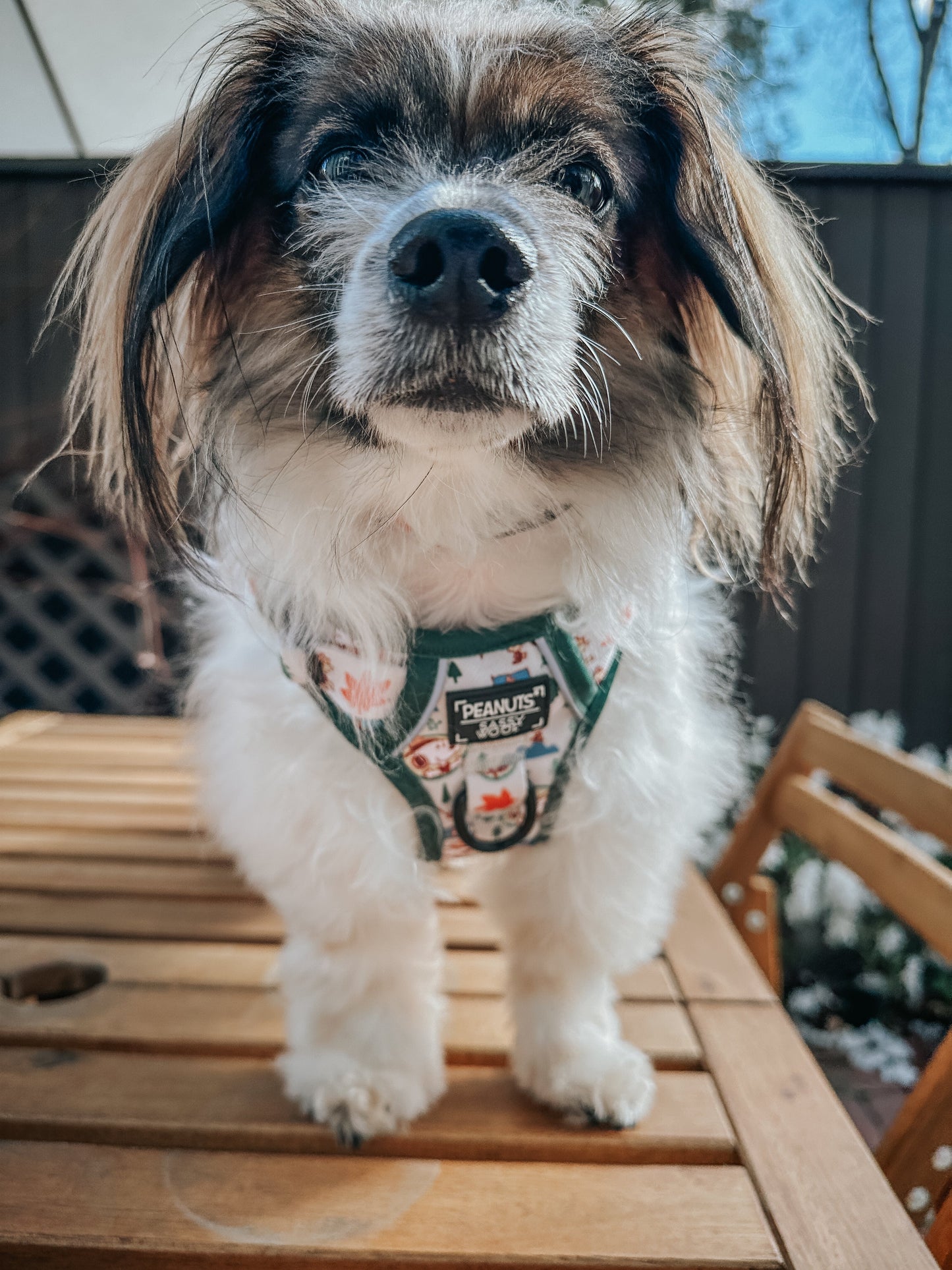 Dog Step-in Harness - Peanuts™ Beagle Scouts