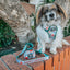 Dog Leash - Peanuts™ Beagle Scouts