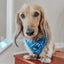 Dog Adjustable Harness - KEN™