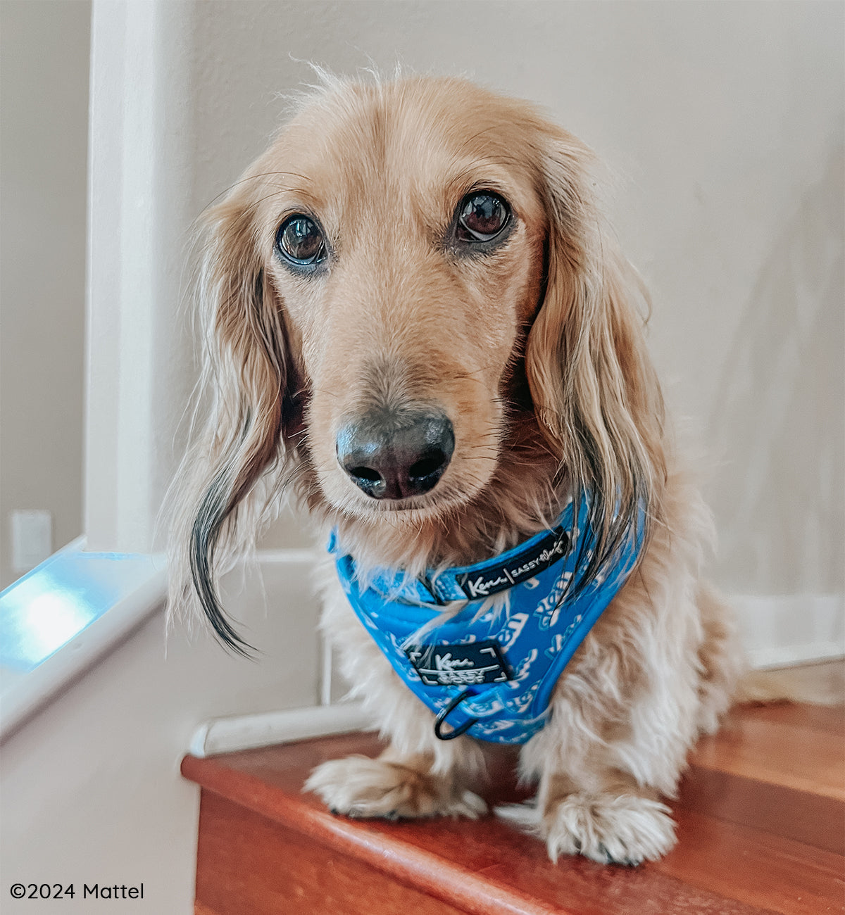 Dog Adjustable Harness - KEN™