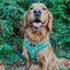 Dog Adjustable Harness - Elf™