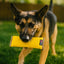 Recycled Fire Hose Dog Fetch Toy - XL
