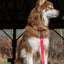 Red Mountain Syrah Waterproof Dog Collar