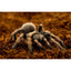 ReptiEarth Breeder Blocks and Bundles