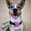 Ribbon Pink Jiby Dog Charm