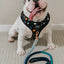 Dog Rope Leash - Romeo