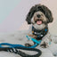 Dog Rope Leash - Romeo