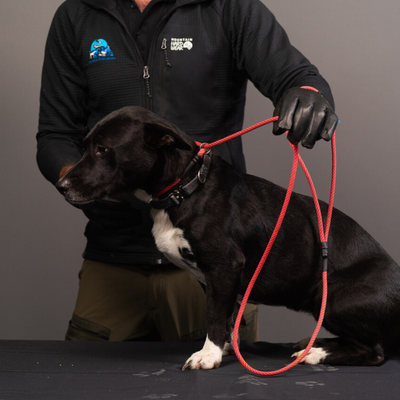 Rope Slip Leash - Small