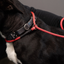 Rope Slip Leash - Small