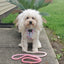 Dog Rope Leash - Rosie