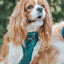 Dog Adjustable Harness - Forest