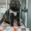 Cat Collar - Smitten Kittens