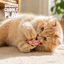 Nacho Kitty with Catnip