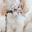 Dog Collar - Mixed With Love