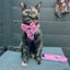 Cat Collar - BARBIE™ Malibu