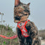 Cat Leash - Hello Kitty® Red Classic