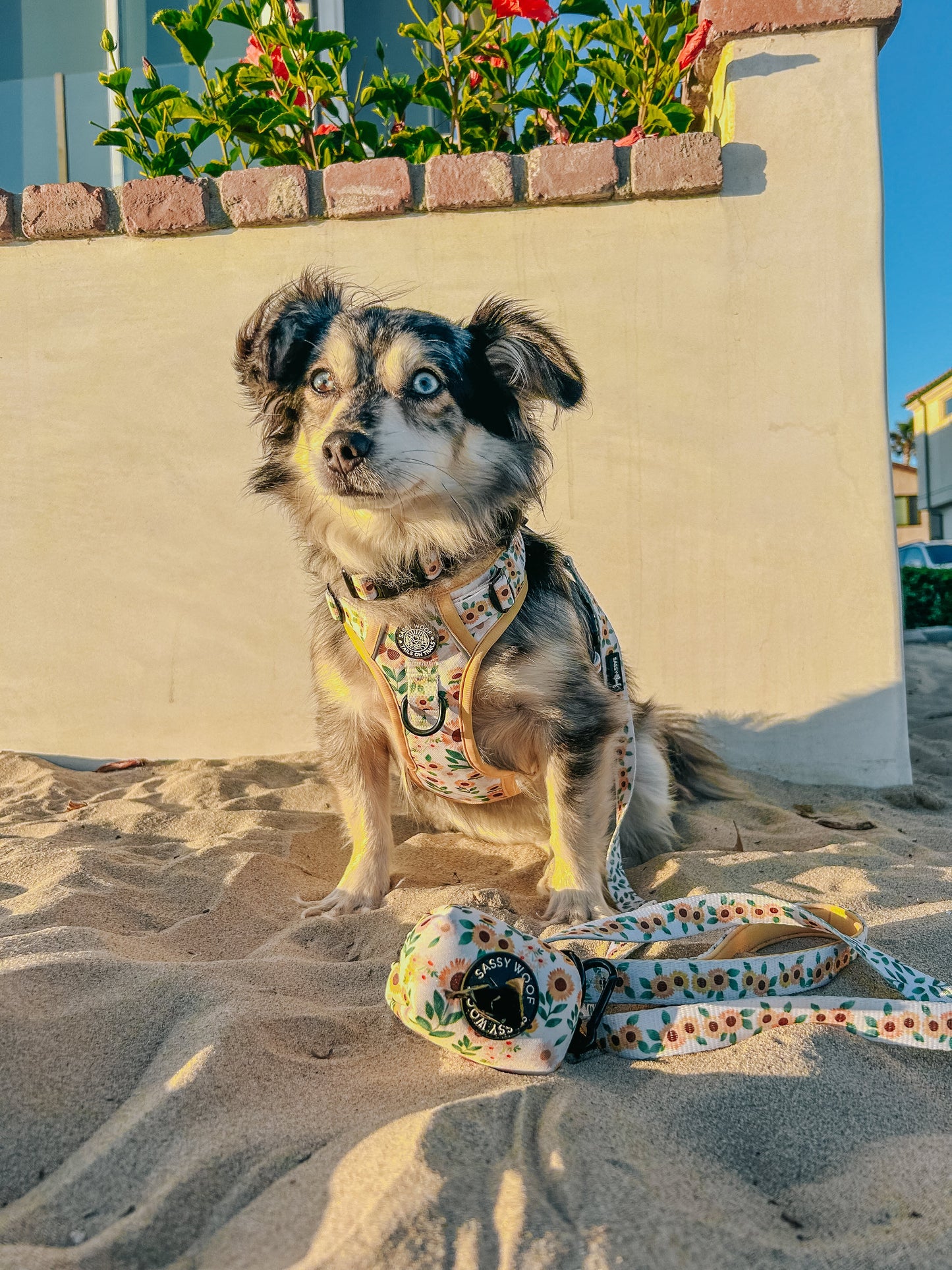 Dog Leash - Sunflower Dreams