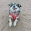 Dog Adjustable Harness - Hello Kitty® Red Classic