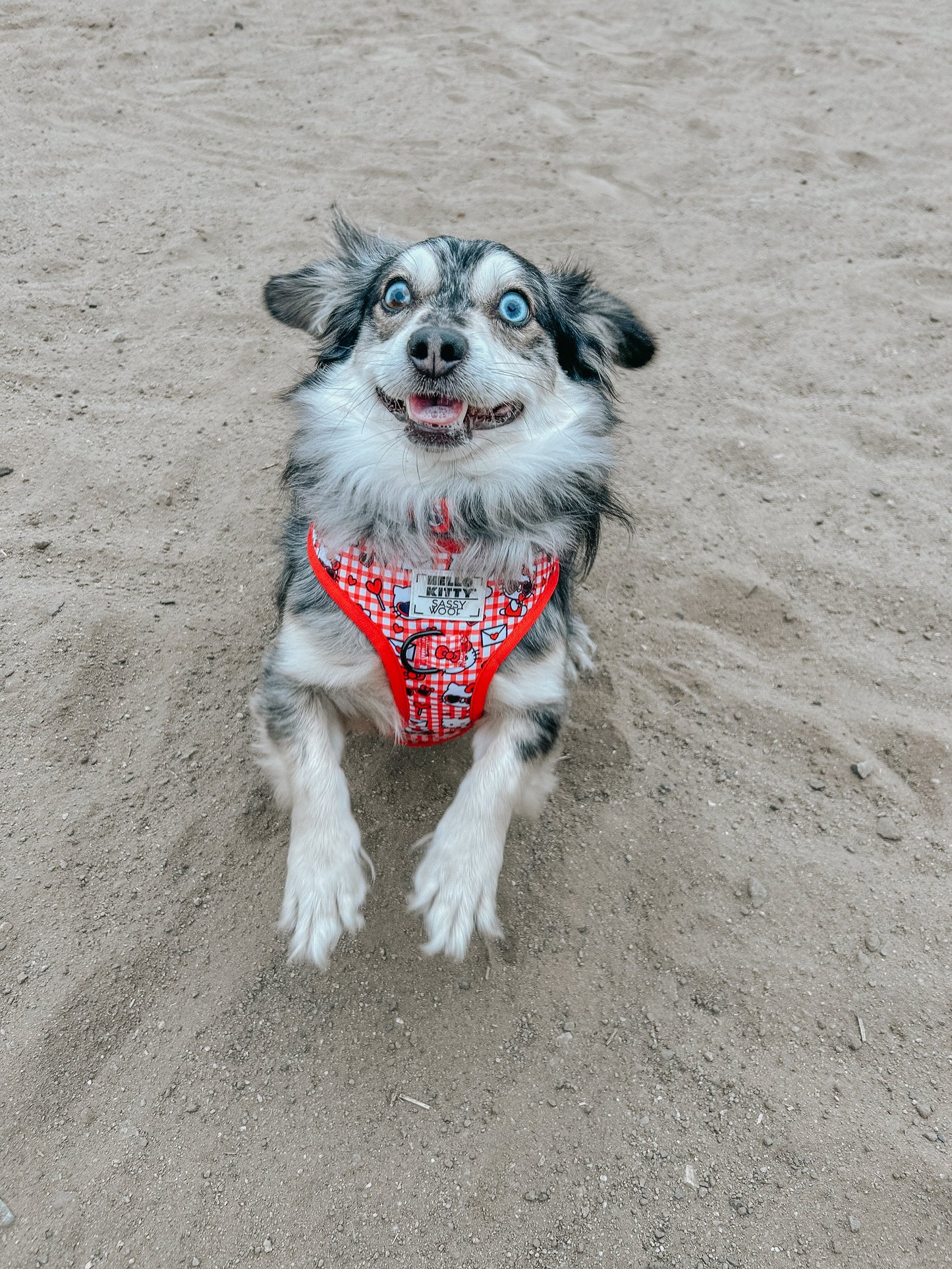 Dog Adjustable Harness - Hello Kitty® Red Classic