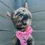 Cat Step-In Harness - BARBIE™ Malibu