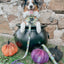Dog Adjustable Harness - Haunt Mess
