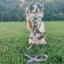 Dog Adjustable Harness - Haunt Mess