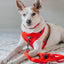 Dog Leash - Neon Red