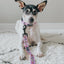 Dog Collar - Tea Pawty