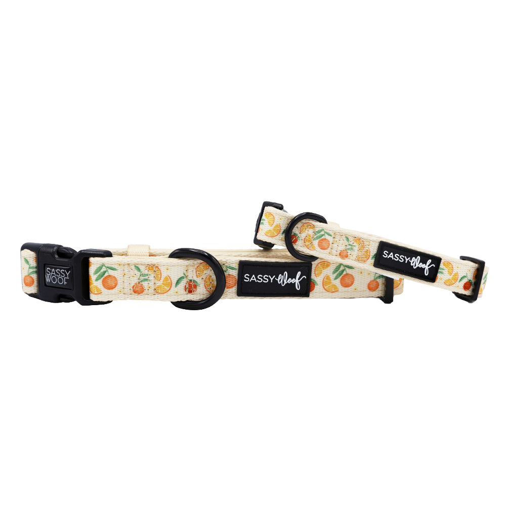 Dog Collar - Simply the Zest