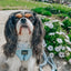 Dog Adjustable Harness - Blumond