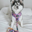 Dog Leash - Willy Wonka & The Chocolate Factory™