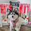 Dog Adjustable Harness - I Chews You