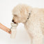20oz Flip Travel Dog Water Bottle