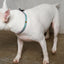 Le Classic Dog Collar