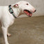 Le Classic Dog Collar