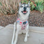 Dog Adjustable Harness - Disney's Aurora