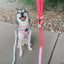 Dog Rope Leash - Disney's Aurora