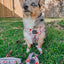 Dog Adjustable Harness - P.S. I Woof You