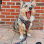 Dog Adjustable Harness - Neon Frights