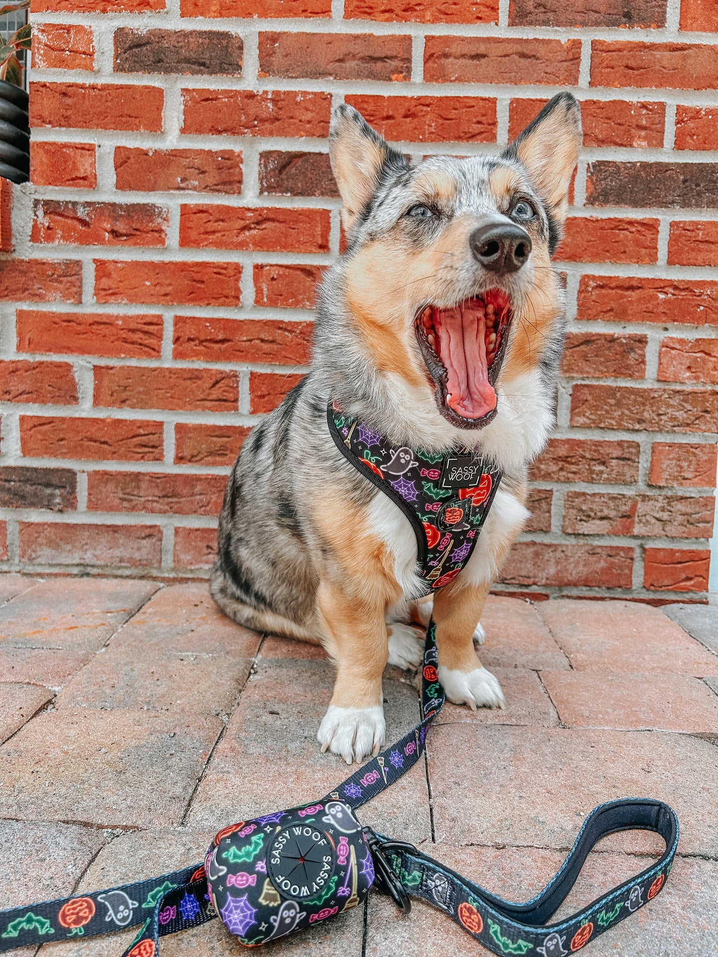 Dog Adjustable Harness - Neon Frights