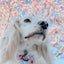 Dog Adjustable Harness - Sakura