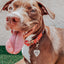 Dog Collar - Merlot