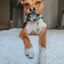 Dog Collar - Napa