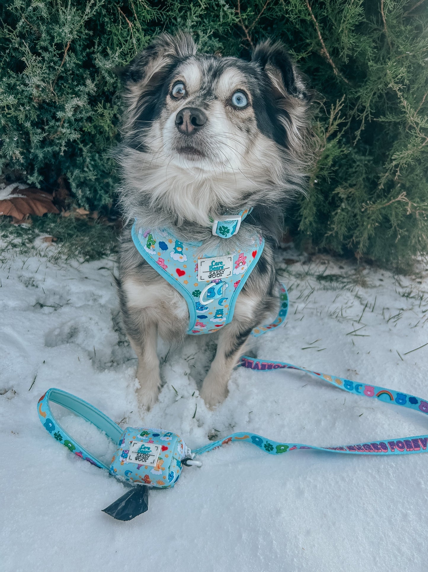 Dog Collar - Care Bears™ Care-a-Lot