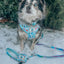 Dog Leash - Care Bears™ Care-a-Lot