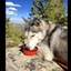Collapsible Silicone Travel Bowls - 12oz