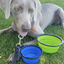 2 Pak XL 34oz Collapsible Travel Bowls for Larger Pets
