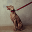 Le Classic Dog Collar