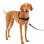 Petsafe Easy Walk Dog Harness Black Medium