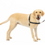 Petsafe Easy Walk Dog Harness Black Large
